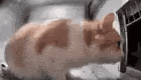 Cat Laying in Microwave Oven