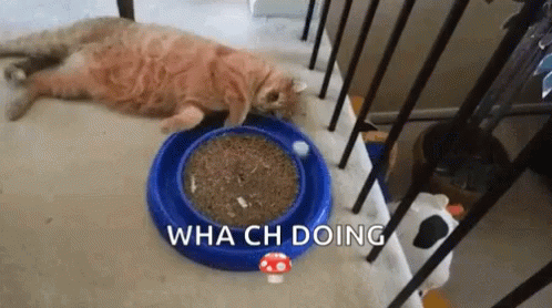 Cat Laying Next to Food Bowl Saying Wha Ch Doing