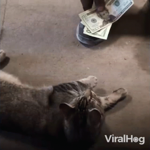 Cat Laying Next To Pile Of Money With Viralhog GIF
