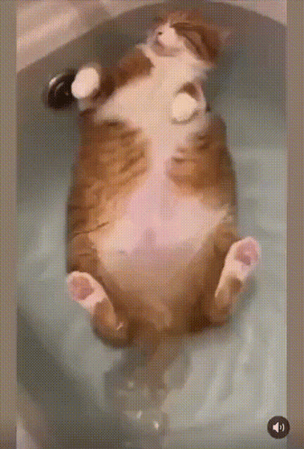 Cat Laying On Back In Bathtub With Play Button GIF