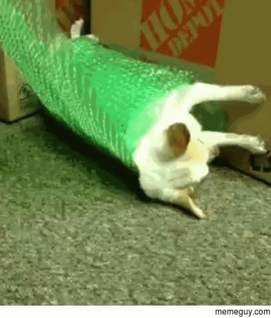 Cat Laying on Back in Front of Home Depot Box