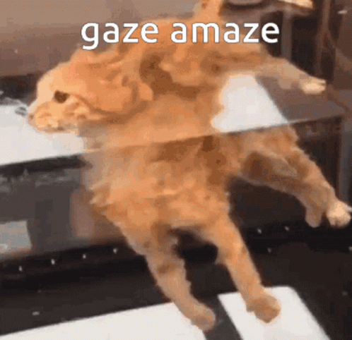 Cat Laying on Back in Front of Mirror Gaze Amaze