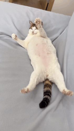 Cat Laying on Back on Couch