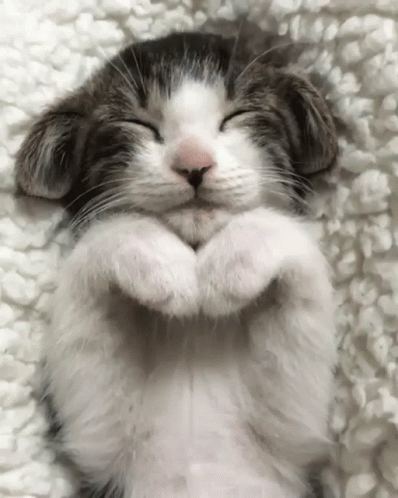 Cat Laying on Back With Paws Folded