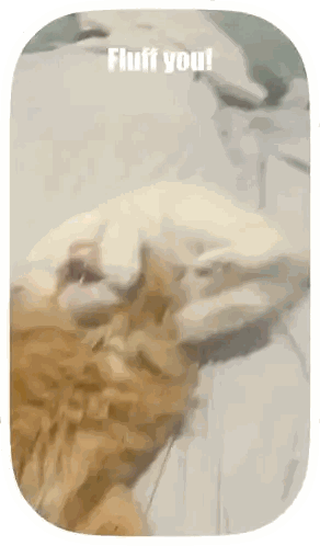 Cat Laying on Bed Fluff You