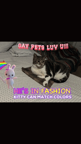 Cat Laying on Bed Gay Pets Luv U