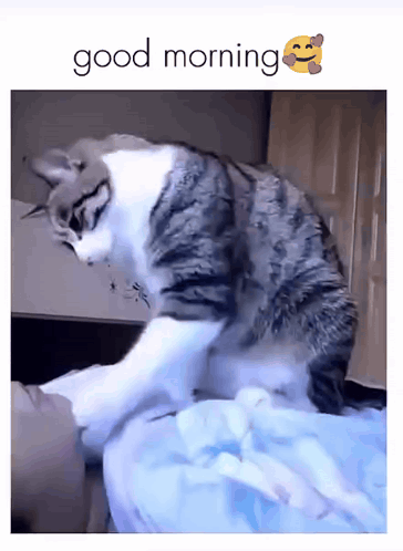 Cat Laying on Bed Good Morning