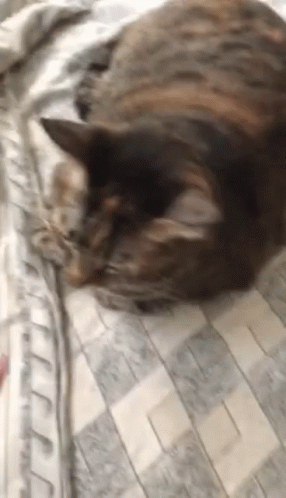 Cat Laying on Bed Looking at Camera
