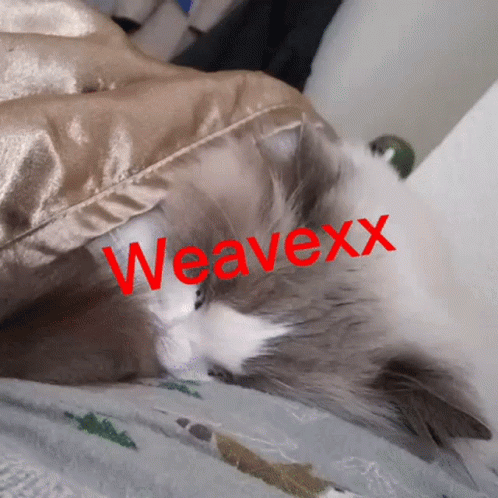 Cat Laying on Bed Named Weaverx