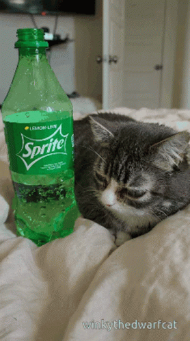 Cat Laying On Bed Next To Sprite Bottle GIF