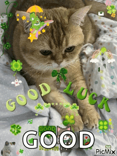 Cat Laying on Bed Saying Good Luck