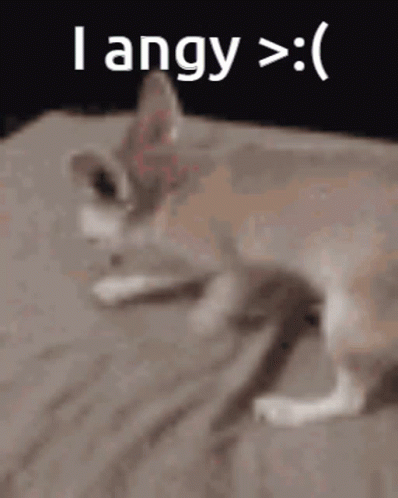 Cat Laying on Bed Saying I Angy