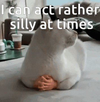 Cat Laying on Bed Saying I Can Act Rather Silly at Times