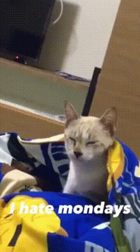 Cat Laying On Bed Saying I Hate Mondays GIF