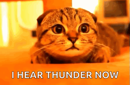 Cat Laying on Bed Saying I Hear Thunder Now