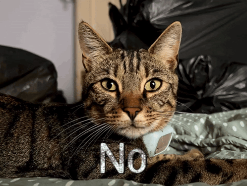Cat Laying on Bed Saying No