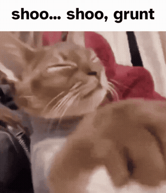 Cat Laying On Bed Saying Shoo Shoo Grunt GIF