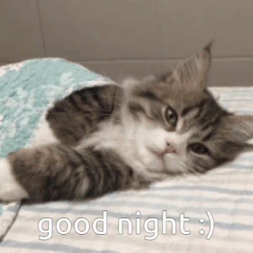Cat Laying on Bed Under Blanket Saying Good Night