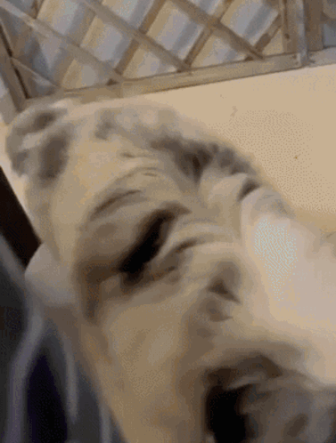 Cat Laying on Bed