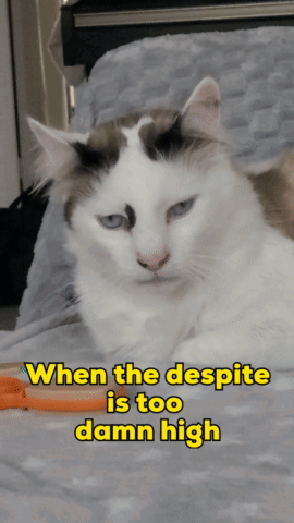 Cat Laying on Bed When the Despite Is Too Damn High