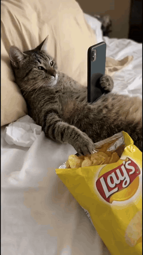 Cat Laying on Bed with Bag of Lays Chips