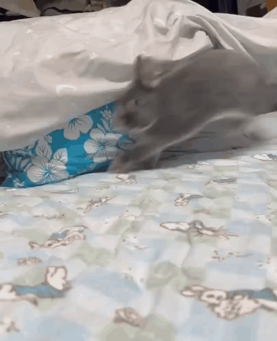 Cat Laying on Bed With Blue Floral Pillow