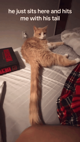 Cat Laying on Bed With Box of Stranger Things