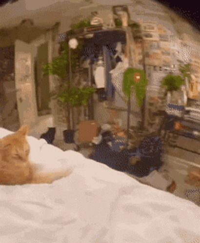 Cat Laying On Bed With Plants GIF