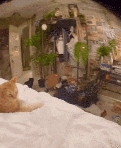 Cat Laying on Bed With Plants