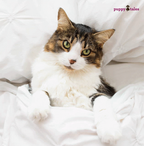 Cat Laying on Bed With Puppy Tales Logo