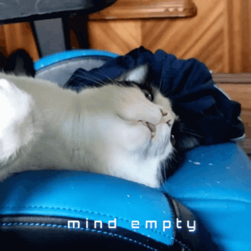 Cat Laying on Blue Chair Mind Empty