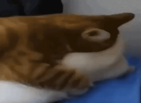 Cat Laying on Blue Stool