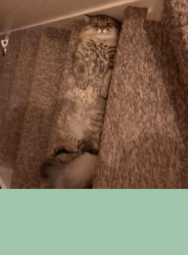 Cat Laying On Carpeted Floor GIF