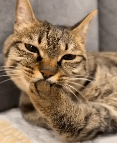 Cat Laying on Couch Cleaning Paw