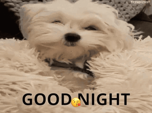Cat Laying On Couch Goodnight Human Gay Cat Daddy GIF