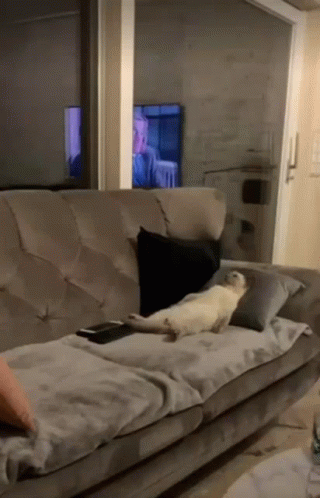 Cat Laying on Couch in Front of TV