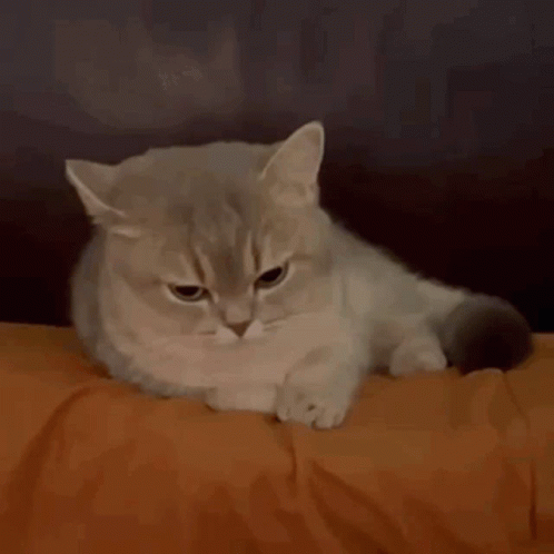 Cat Laying on Couch Looking Angry at Camera
