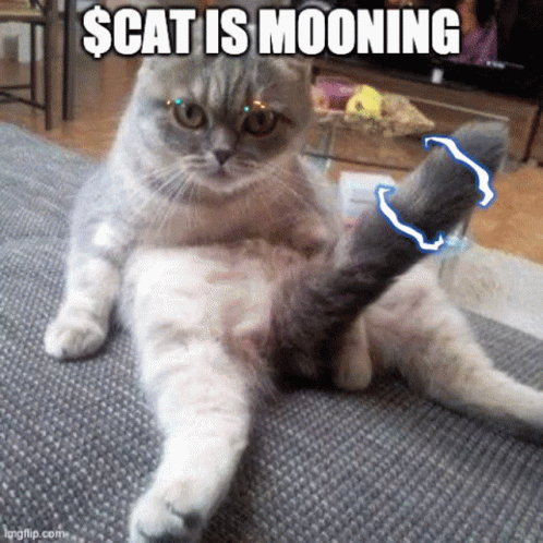 Cat Laying on Couch Saying Scat Is Mooning