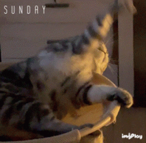 Cat Laying On Couch Saying Sunday GIF