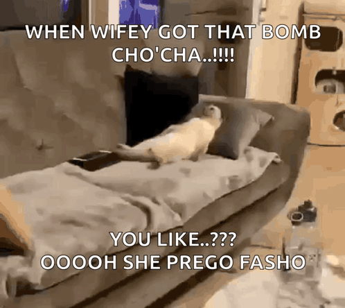 Cat Laying on Couch Saying When Wifey Got That Bomb Chocha