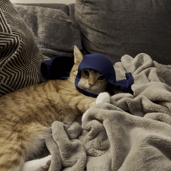 Cat Laying on Couch With Blue Hat