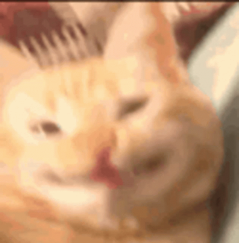 Cat Laying on Couch With Tongue Out
