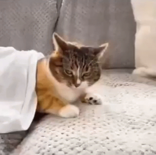 Cat Laying on Couch With White Blanket