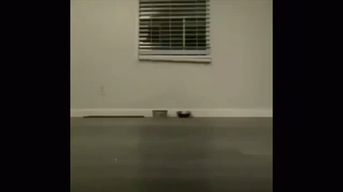 Cat Laying on Floor by Window With Blinds