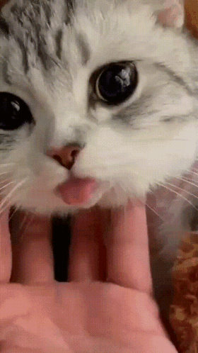 Cat Laying On Floor In Front Of Cabinet GIF