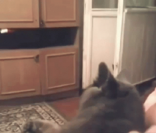 Cat Laying On Floor In Front Of Cabinet GIF