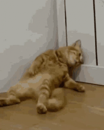 Cat Laying on Floor Next to Door