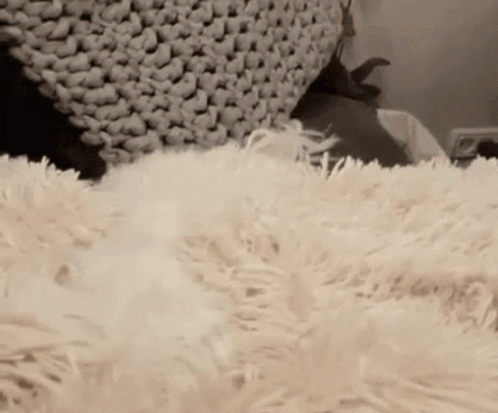 Cat Laying On Fluffy White Rug With Blanket GIF