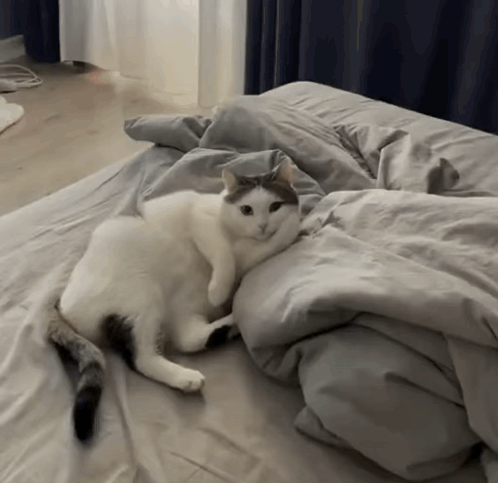 Cat Laying on Gray Comforter