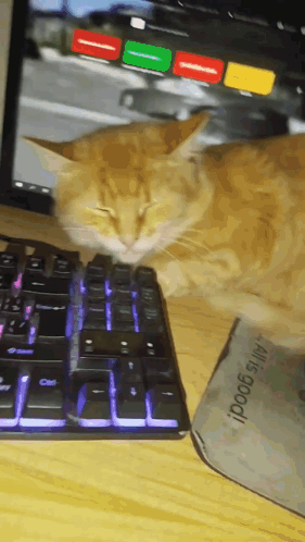 Cat Laying on Keyboard Next to All Is Good Mouse Pad